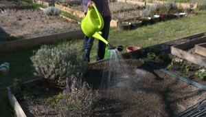 Záujem o vlastnú zeleninu narastá úmerne s rastom cien potravín