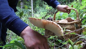 PREHĽAD: Vyznáte sa v jedovatých hubách? Týmto sa rozhodne vyhýbajte