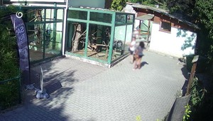 Návštevníci v zoo riskovali životy zvierat: Kŕmili leňochody, pásavce aj vzácne opice