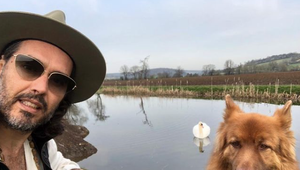 Príšerný útok! Pes známeho herca mu pred očami zmasakroval úbohé zviera!