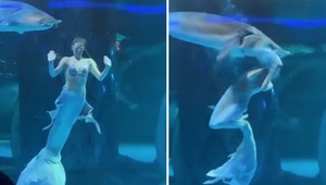 VIDEO: Hrôza pred očami divákov. Ryba napadla umelkyňu počas vystúpenia