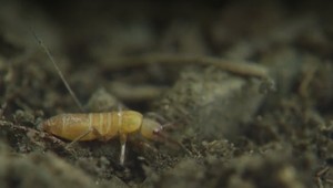 Nakrútili drobné živočíchy, bez ktorých by život na našej planéte skolaboval