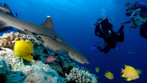 Austrálčania objavili nový koralový útes, skrýva steny plné života