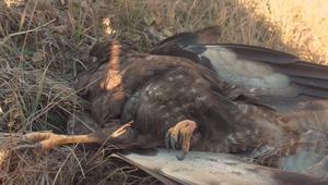 Nebezpečenstvo zrážky so zvieraťom: Náš kameraman zachránil zraneného dravca na diaľnici
