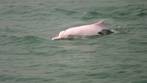 Hong Kong môže prísť o ružové delfíny, varujú vedci