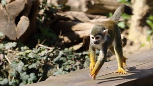 Ignorovali zákaz a kŕmili opicu čokoládou. Zviera sa zmietalo v bolestiach, museli ho utratiť