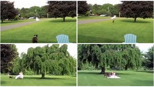 Nevestu v svadobných šatách naháňal cudzí pes!