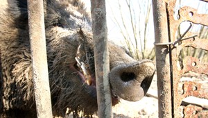 Diviak prerazil plot, dôchodkyňu odhodil na dva metre