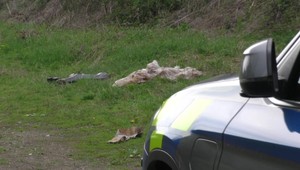 Pri hlavnej ceste ležali časti mŕtvych zvierat. Vylúčené nie je ani pytliactvo