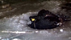 VIDEO: Hasiči zachraňovali 300 kilového býka Miša. Prepadol sa pod ľad