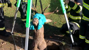 Jeleň sa ocitol v beznádejnej situácii. Ľudia ho museli ťahať zo studne