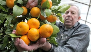 Chrípka útočí, no zmrznuté citrusy nášmu zdraviu nepomôžu!