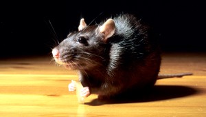 Parížska radnica bojuje proti šíreniu krýs v okolí Seiny