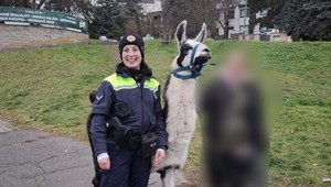Vieme, prečo ušla lama v Bratislave. Nechcela byť súčasťou živého betlehema