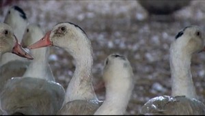 Vtáčia chrípka sa vrátila na Slovensko, je ale agresívnejšia