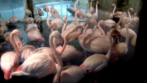 Ako deti zabili plameniaka? Tridsať kameňov a kopance