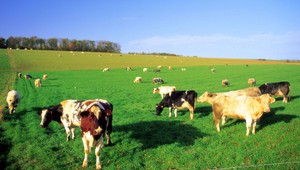 Aj kravy by chceli lepší život! Takto sa to dá docieliť