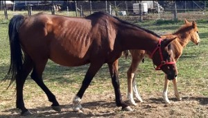 V dedine strieľali s puškohľadom. Štyri kone a nenarodené žriebä streľbu neprežili