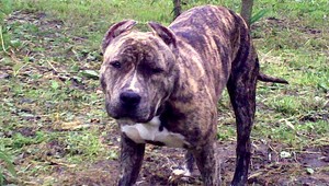 Stratil sa americký staffordšírsky teriér, pomôžte