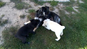 Šteniatka sučky, ktorú niekto vyhodil pri ceste, našli svoj domov. Mali šťastie na dobrých ľudí