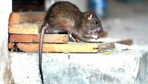 Prvý prenos ochorenia z potkana na človeka