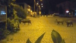 Špeciálna návšteva v zámockom parku. Počas noci sa tam prechádzali diviaky