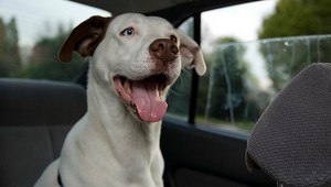 Žena nechala svojho psa v rozpálenom aute. Odišla na manikúru