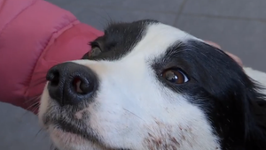 Majiteľ našiel na lúke postrelené psíky, niekto strieľal aj napriek viditeľnému obojku