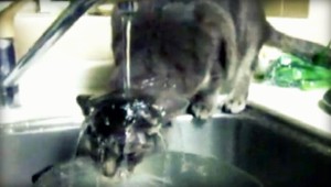 VIDEO. Mačky že nenávidia sprchu? Woody ju miluje!