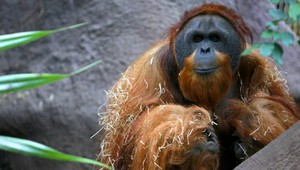 VIDEO. Ako orangutan tričko kradne