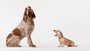 Aká rasa psa je najinteligentnejšia? Vedci zostavili rebríček plemien