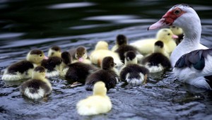 Záchrana kačacej rodinky. Vtáčiky spadli do šachty