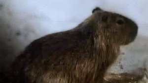 Kapybara Fifinka je konečne doma! Týždeň po zmiznutí sa objavila pri Family Parku