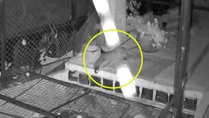 V rybníku kradol inteligentný zlodej. Zachytila ho kamera, polícia to ale riešiť nebude