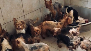 Psy žili v katastrofálnych podmienkach. Hrôza čakala enviropolicajtov na záhrade domu