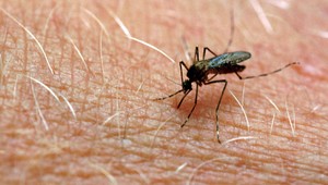 Západonílska horúčka na Slovensku. Zatiaľ nie je známe, či ide o domáci prípad