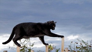 VIDEO: Mačka, ktorá dokáže štekať ako pes!