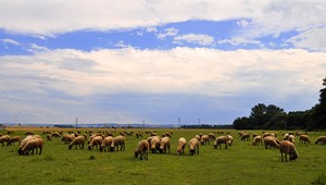 Z lúky do múzea. Bača v okolí Brezna má unikátnu zbierku zvoncov