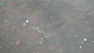 Katastrofa v rieke Slaná: Na pohľad v poriadku, no odbery sú znepokojujúce