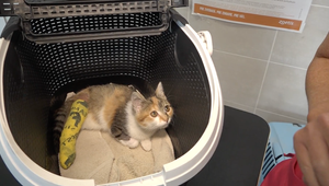 Na Zemplíne si z mačiek niekto robí živé terče. V tele im našli broky