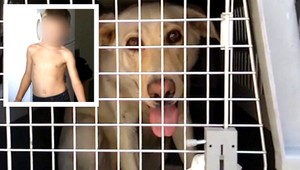 Rozzúrený pes sa zahryzol Igorkovi (6) do stehna