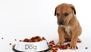 Do reštaurácie s domácim zvieraťom sa bude dať vstúpiť. Treba nastaviť jasné pravidlá