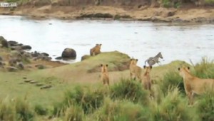 Kôň v pyžame verzus kráľ zvierat. Kto z koho?