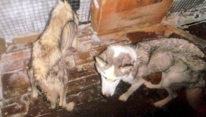 Záchranár a psovod nechal svoje psy takmer vyhladovať na smrť