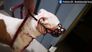 Dvadsaťtriročný Marek svojho psa podrezal. Hrozí mu 5 rokov vo väzení