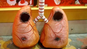 Vytvorili umelé pľúca. Fungovali šesť hodín!