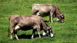 Pastiera pokutovali za hlučné kravy