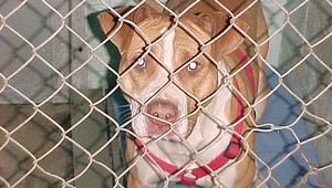 Po Vinodole sa túlali bojové psy, obyvatelia mali strach