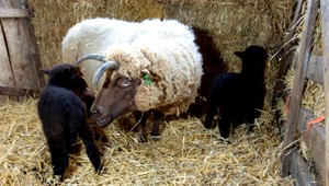 Sex so sliepkou či baranom. Trestný čin či priestupok?