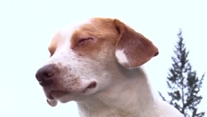 Šokujúci prípad z okolia Bardejova. Psíkovi niekto do očí nalial kyselinu